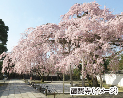 宇治と平等院 境内を彩る約1000本の桜 世界遺産醍醐寺