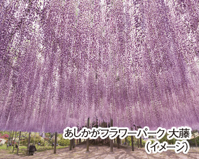 ﾌﾟﾚﾐｱﾑｸﾞﾗﾝｼｽで行く！富士芝桜まつりと600畳敷の大藤「あしかがﾌﾗﾜｰﾊﾟｰｸ」