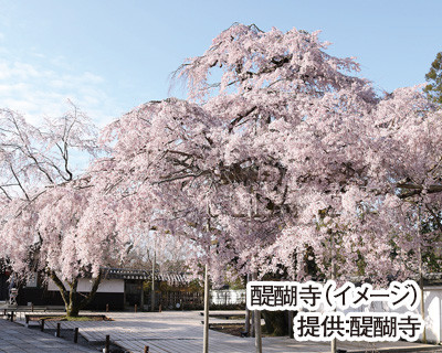 京の春だより♪２ヶ寺をめぐる　世界遺産東寺と醍醐寺