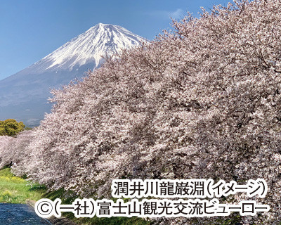 沼津浜焼き食べ放題と富士の絶景 潤井川 龍厳淵の桜