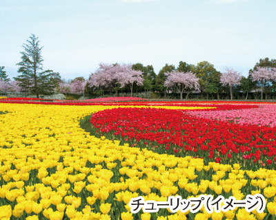 花のﾍﾞｽﾄｼｰｽﾞﾝ到来！なばなの里「花まつり」