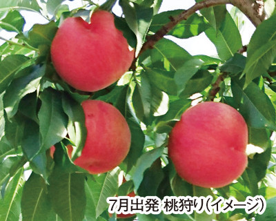 甘さ弾ける夏の贈り物！フルーツ王国山梨ゴールデンルート